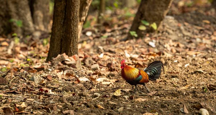 Circuit de 4 jours dans le parc national de Bardia - Alpine Luxury Treks Pvt Ltd 9