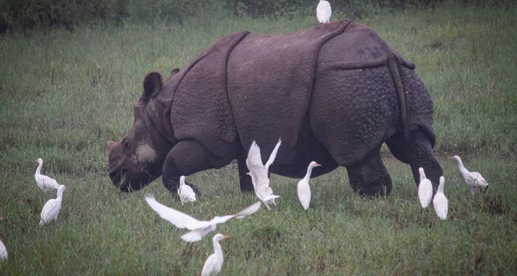 2 Nuits 3 Jours Chitwan Jungle Safari - Alpine Luxury Treks Pvt Ltd 2