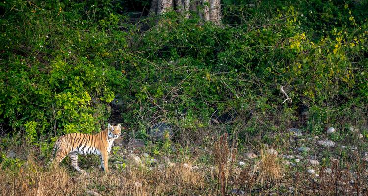 2 Nuits 3 Jours Chitwan Jungle Safari - Alpine Luxury Treks Pvt Ltd 3