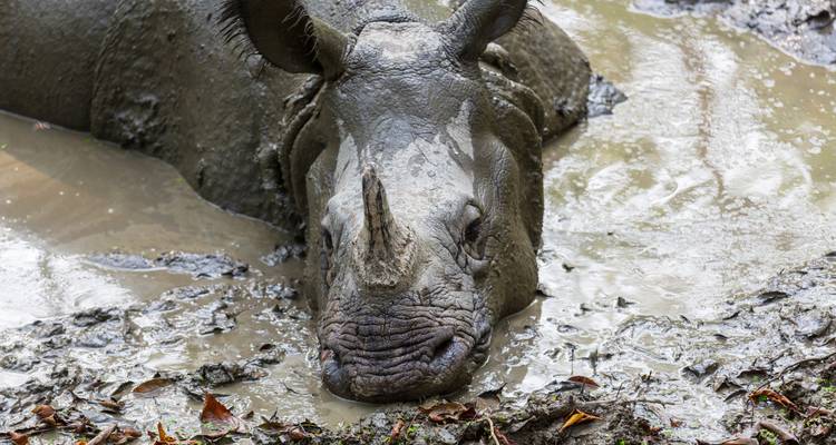 2 Nuits 3 Jours Chitwan Jungle Safari - Alpine Luxury Treks Pvt Ltd 4