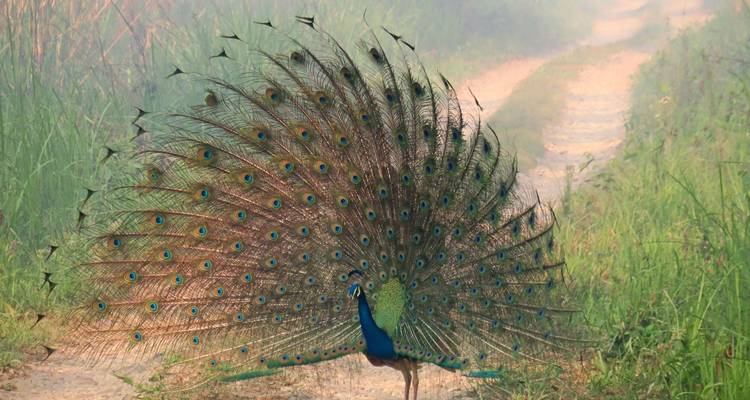2 Nuits 3 Jours Chitwan Jungle Safari - Alpine Luxury Treks Pvt Ltd 7
