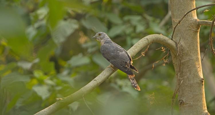 2 Nuits 3 Jours Chitwan Jungle Safari - Alpine Luxury Treks Pvt Ltd 9