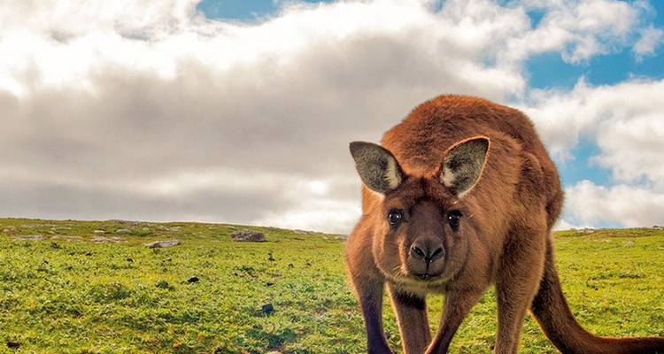 Neugieriges Känguru, das auf grünem Küstengrasland unter einem teilweise bewölkten Himmel kauert.