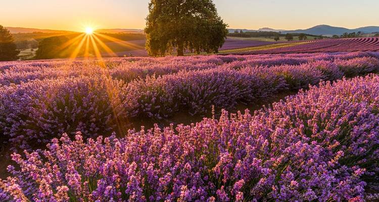 Lavender fields at sunset with the sun peeking over the horizon.