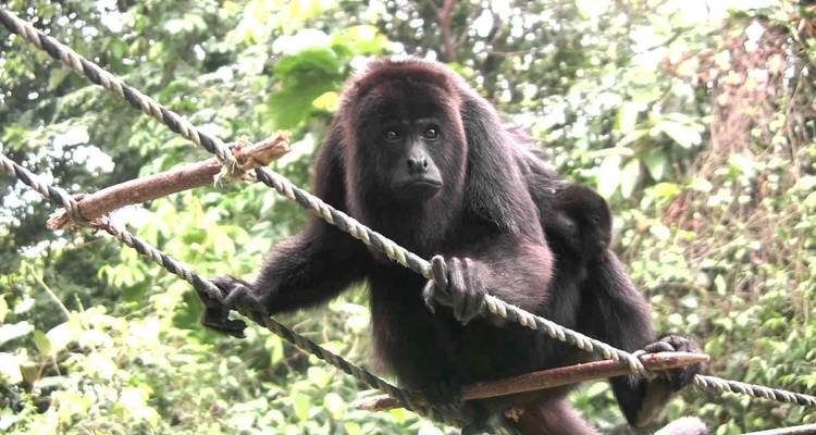 Belize & Guatemala round trip - 15 days from Mayan sites to the beautiful Caribbean (English speaking) - Oasis Travel 4