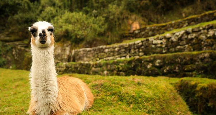 Salkantay Peru Inka Trail Private 7 Days Tour - GUIDEcuador Travel 5