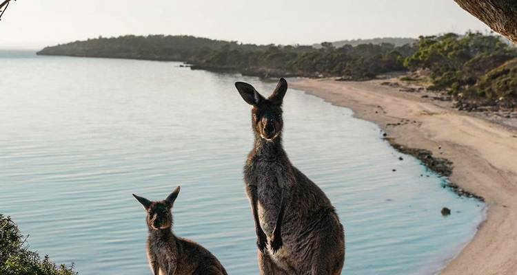 Kangaroos on the beach with coastal landscape.