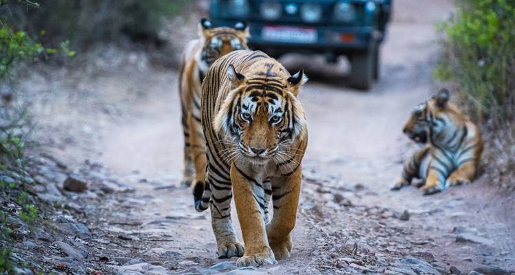 Mehrere Tiger auf einer Schotterstraße im Wald.
