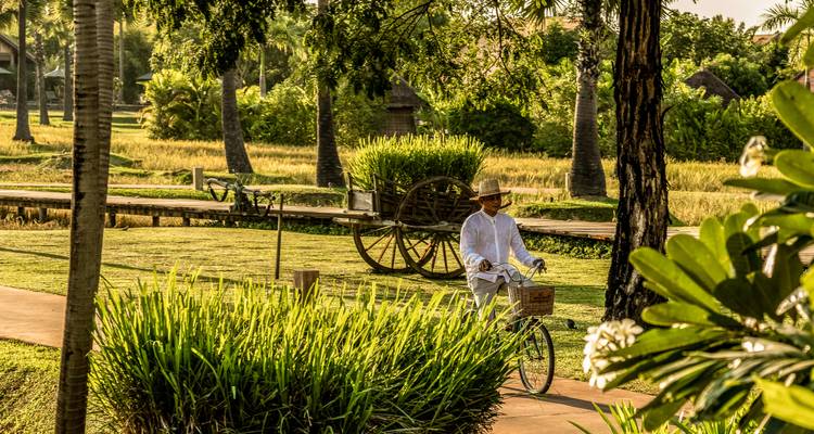 Personne faisant du vélo de manière décontractée sur un sentier dans un parc verdoyant.