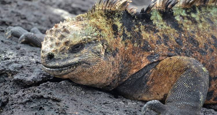Créatures et criques : Galapagos Active - Authentic Ecuador 9