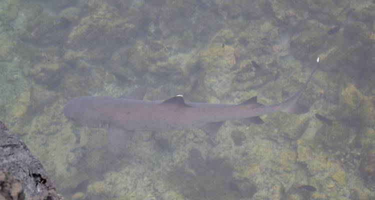 Créatures et criques : Galapagos Active - Authentic Ecuador 5