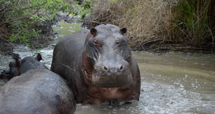 Deux hippopotames se vautrant dans une eau boueuse peu profonde.