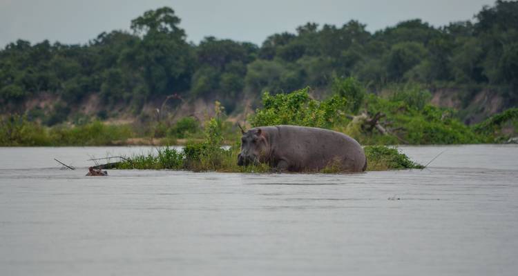Hippo standing in a river with lush greenery in the background.