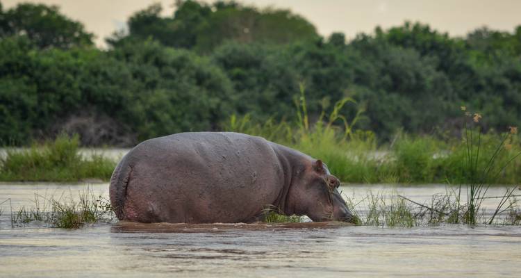 Hippo standing next to a riverbank.