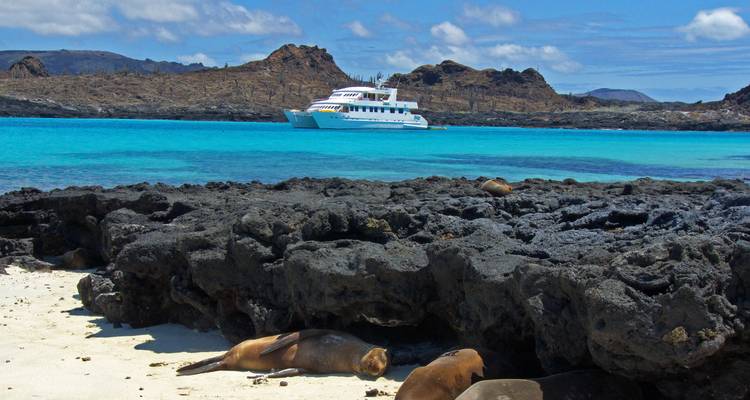 Sea lions lounge on a white sand beach with dark volcanic rocks and a turquoise bay where a cruise yacht is anchored.