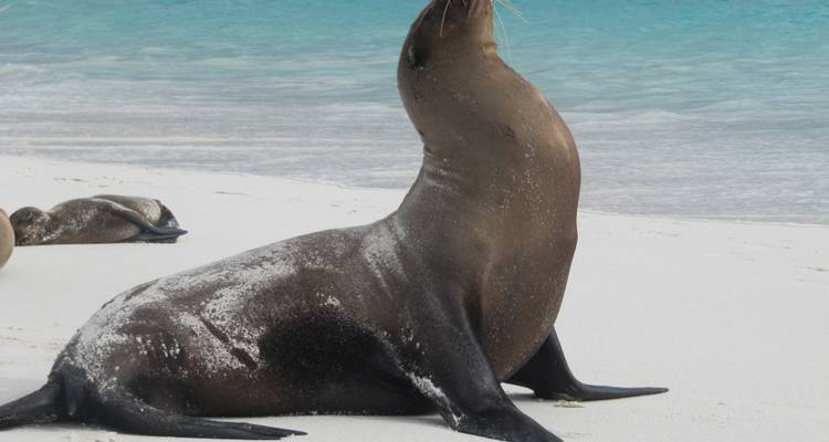 A proud sea lion sits upright on a pristine white beach with gentle surf behind.