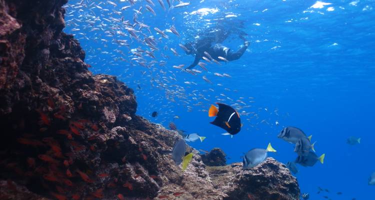 Underwater scene of a diver near a coral wall teeming with colorful tropical fish in crystal clear blue water.