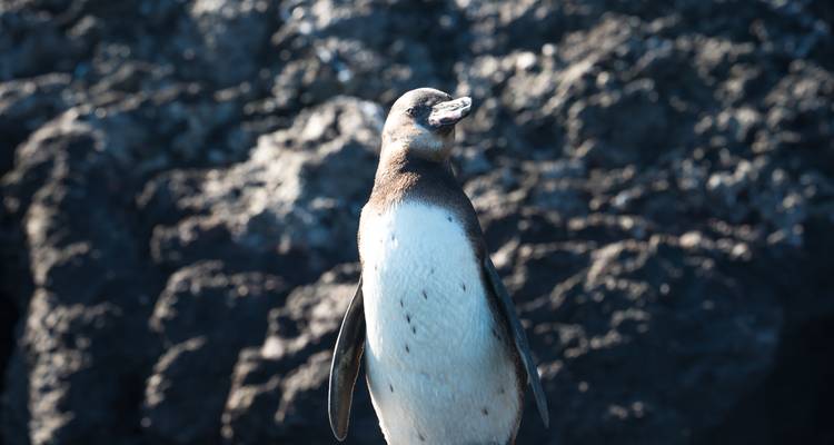 Close-up of a Galápagos penguin standing alert against dark volcanic rocks.