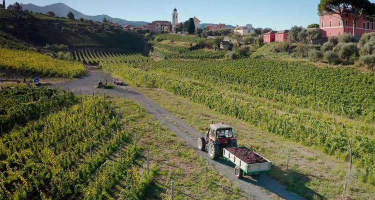 Ein Traktor transportiert Trauben entlang einer Feldweg durch üppige italienische Weinberge in Richtung eines Dorfes auf einem Hügel.