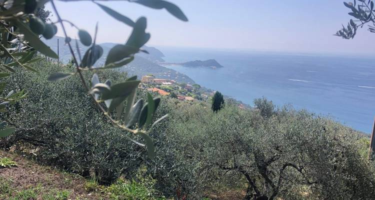 Olivenzweige rahmen eine neblige Panoramaansicht der ligurischen Küstenlinie und des blauen Meeres darunter ein.