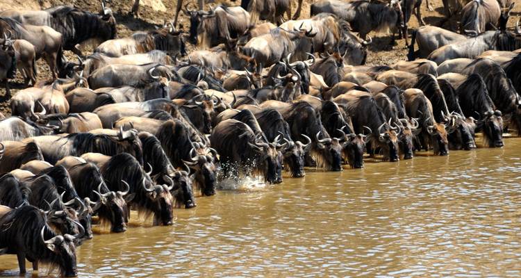 Group of wildebeest drinking water at the riverbank.