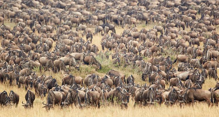 A large herd of wildebeests in a grassy savannah landscape.