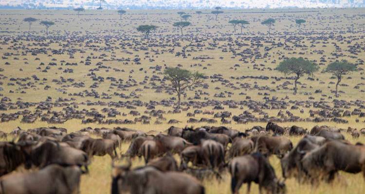Herd of wildebeests spread across a vast savannah.