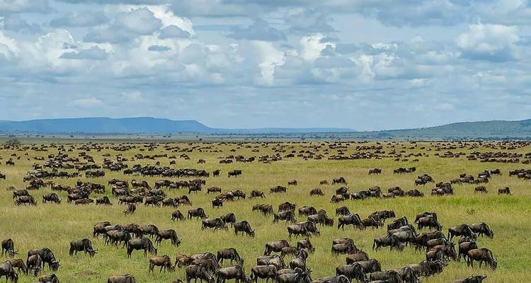 Wildebeests migrating across a savannah landscape.