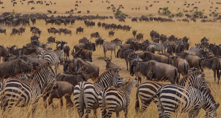 A mix of wildebeests and zebras on a grassy plain.