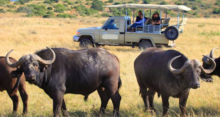 Buffaloes grazing near a safari vehicle with tourists.
