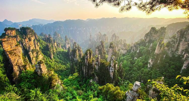 Los imponentes pilares de arenisca envueltos en verde se elevan dramáticamente sobre el denso bosque al amanecer dorado en Zhangjiajie.