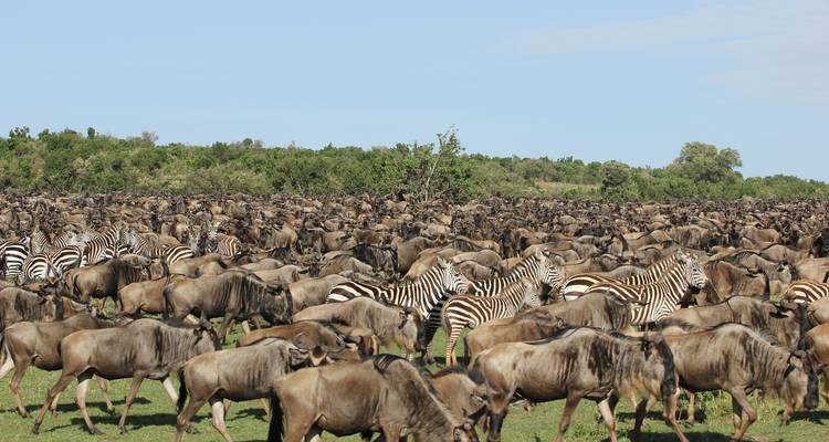 Grand troupeau de gnous et de zèbres dans une plaine herbeuse.
