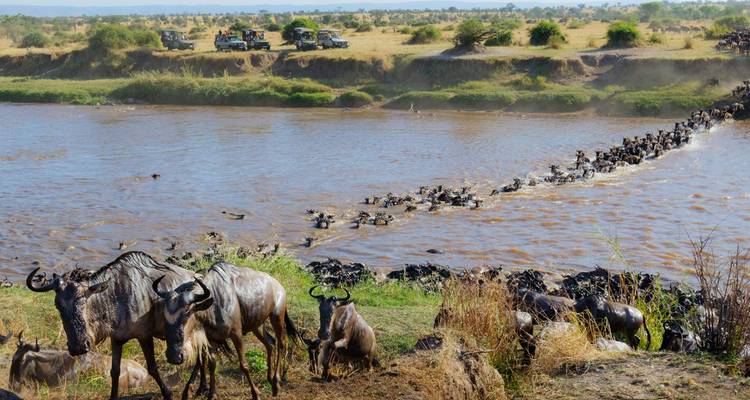 Gnous traversant une rivière avec des véhicules de safari en arrière-plan.