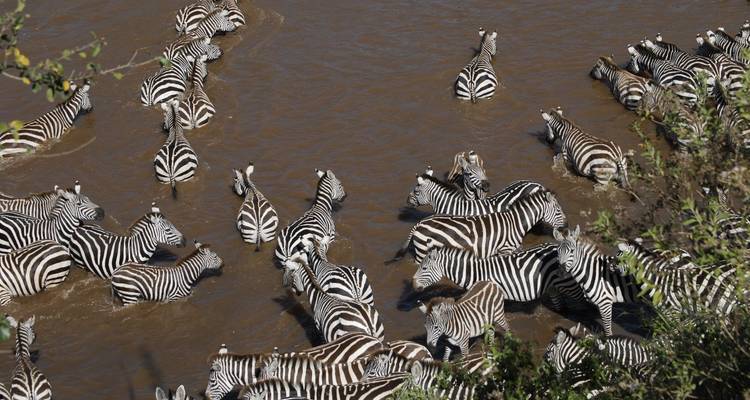 Zèbres traversant une rivière boueuse.