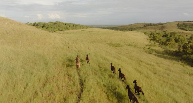 Des chevaux sauvages courant à travers de vastes champs verts.