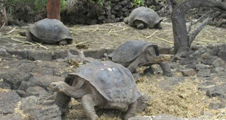 Verschillende Galápagos-reuzenchildpadden lopen rond in een droog, rotsachtig verblijf met schaarse begroeiing.