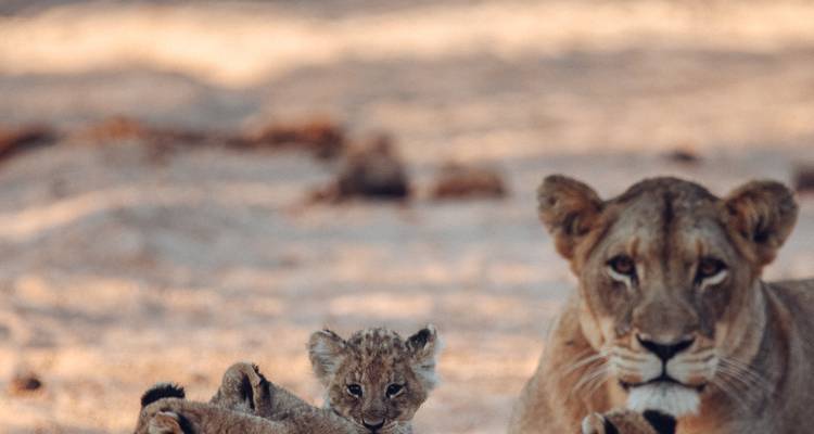 12 jours d'exploration de la Namibie - Safari familial privé avec activités adaptées aux enfants - T.S TOURS 8