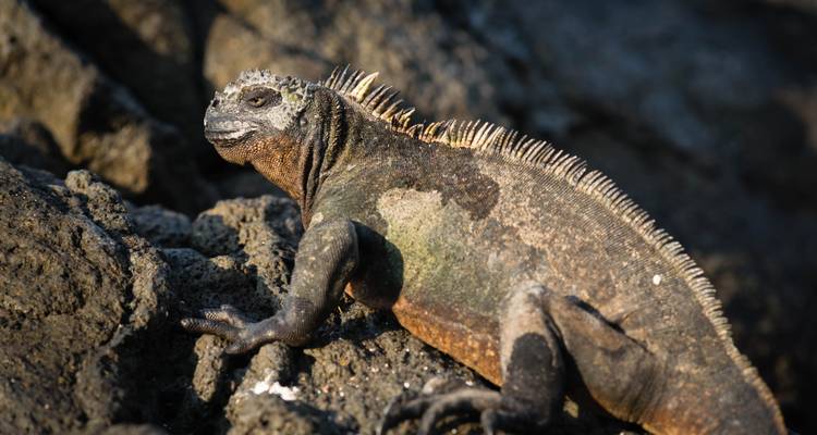 Close-up of a marine iguana on volcanic rocks.