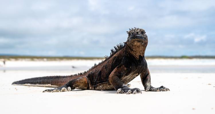 Marine iguana posed confidently on a stark white beach under bright sky.