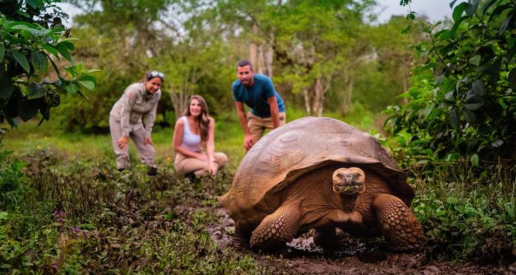 Visitors crouch in muddy vegetation to observe a massive tortoise approaching the camera.