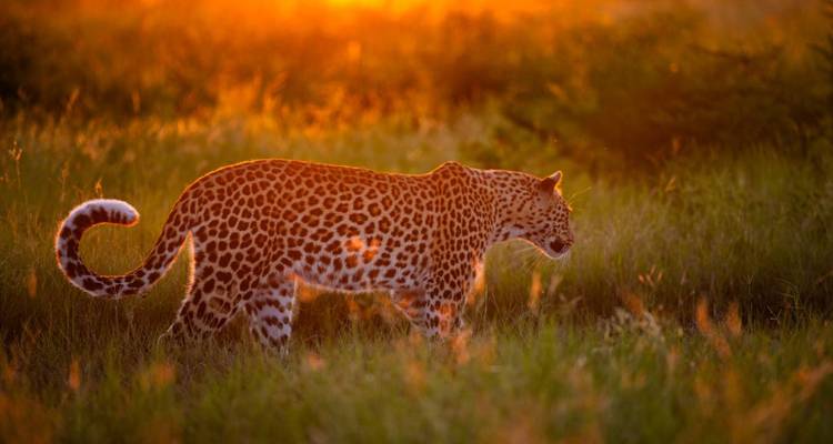 Leopard walking through grass at sunset.