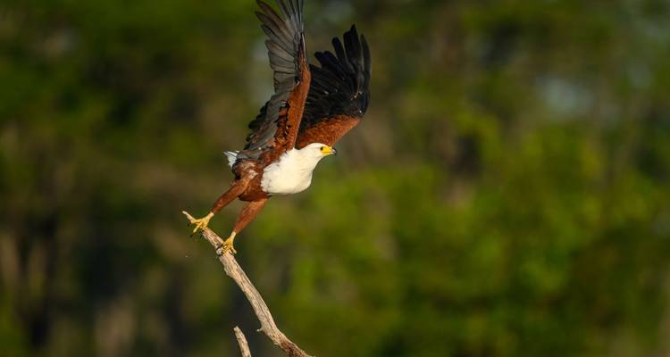 African fish eagle taking off from a tree branch.