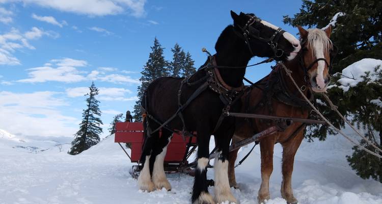 Methow Valley Cross-Country Ski Tour - Bicycle Adventures 4