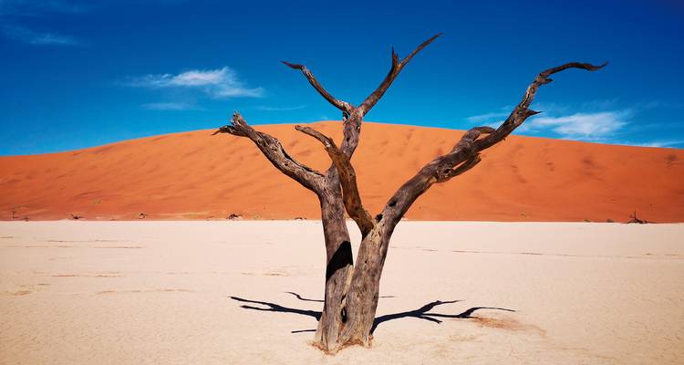 Arbre mort dans un paysage désertique austère avec des dunes.