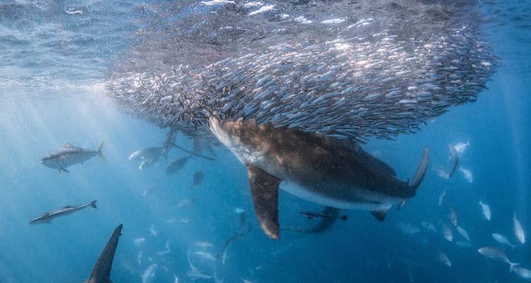 Scène sous-marine avec un requin et un banc de poissons sous la lumière du soleil.