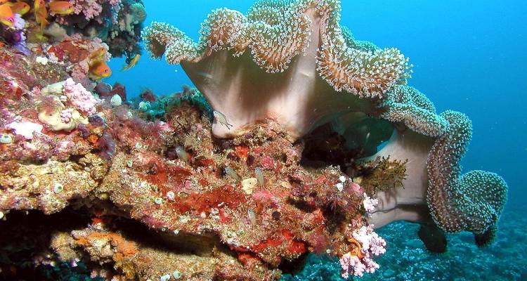 Underwater image of coral and marine life in clear blue waters.