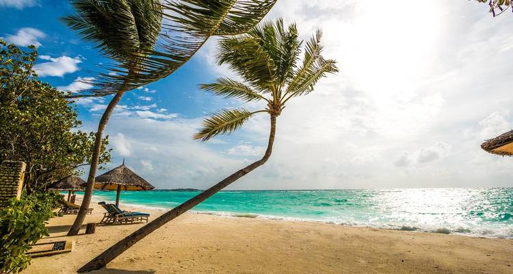 Tropical beach with leaning palm trees and blue ocean under a bright sunny sky.