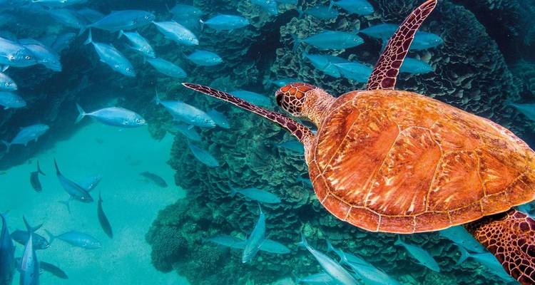 Underwater scene with a sea turtle and school of fish.