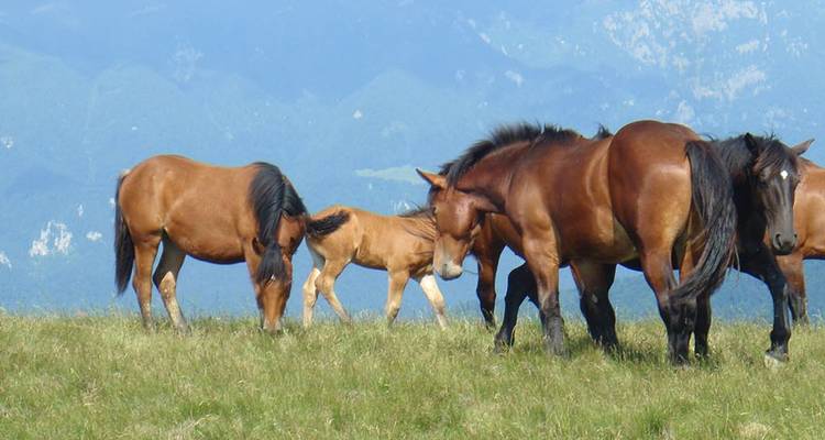 Self-Drive and Off-Road Exploration of Romania’s Carpathian Wilderness - 8 Days - Medraft 10