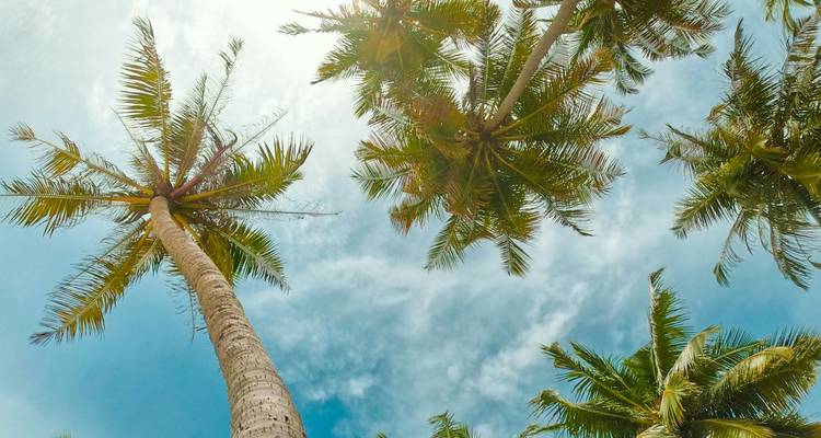 Palmiers avec un ciel bleu vif en arrière-plan.